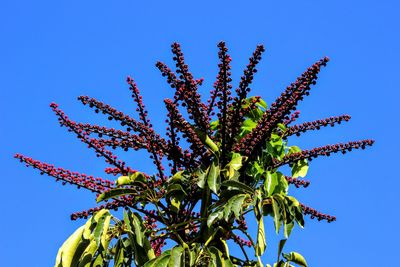 Low angle view of flowers against blue sky