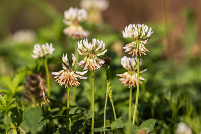 plant
