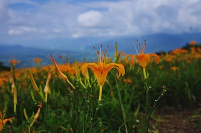 Close-up of yellow flowering plant on field