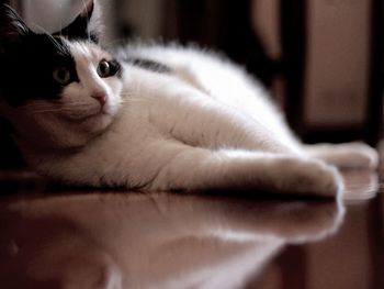 Close-up portrait of cat