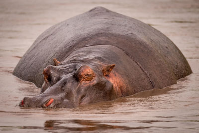 Hippopotamus in river 