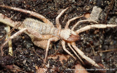 Close-up of lizard