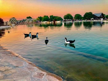 Ducks in a lake