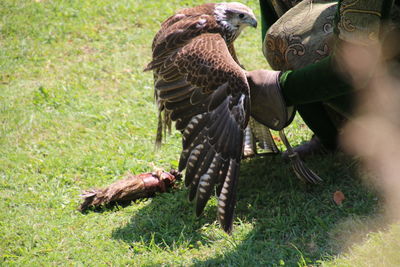 Low angle view of eagle flying over grass