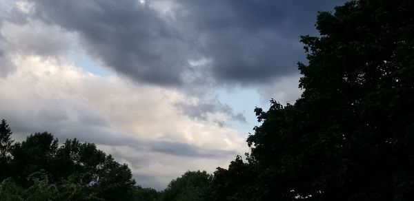 Low angle view of trees against sky