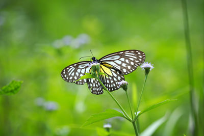 insect