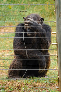 A lone chimpanzee behind an electric fence in the wild at ol pejeta conservancy in nanyuki, kenya