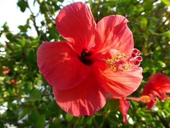 Close-up of red hibiscus blooming outdoors