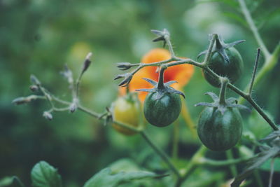 Close-up of tomatoes growing on plant