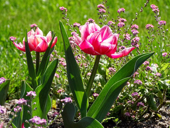 Close-up of pink flowering plants