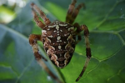 Close-up of spider