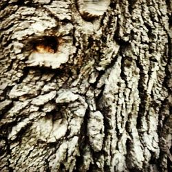 Close-up of tree trunk