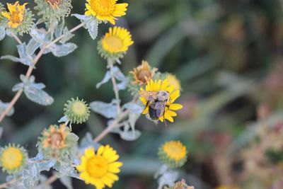 Close-up of bee on yellow flowers