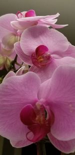 Close-up of pink flower blooming outdoors