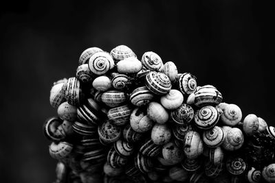 Close-up of snails on rock