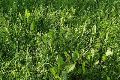 Full frame shot of grass on field