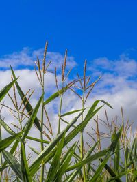 Close-up of stalks against blue sky