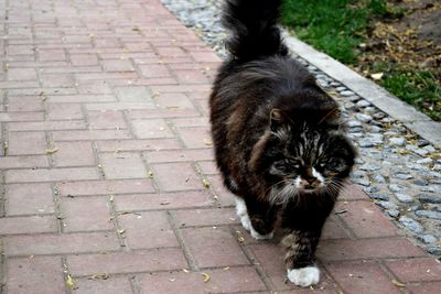 Portrait of cat sitting outdoors