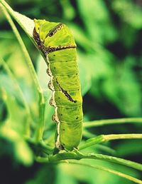 Close-up of insect on leaf