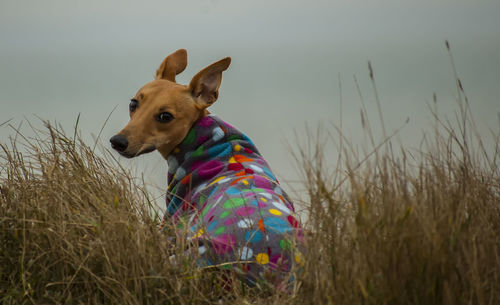 Dog sitting on field against sky