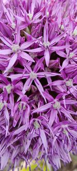 Full frame shot of purple flowering plants