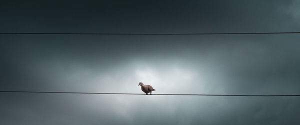 Low angle view of bird perching on cable against sky