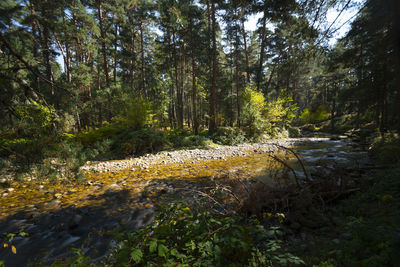 Plants growing by river in forest