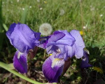 Close-up of purple crocus flowers on field