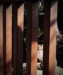 Dog on wood