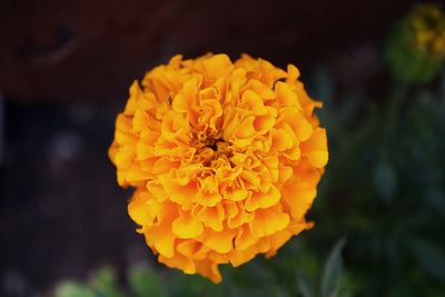 Close-up of yellow marigold flower