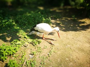 Close-up of bird