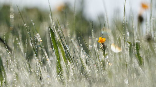 Close-up of wet plants against blurred background