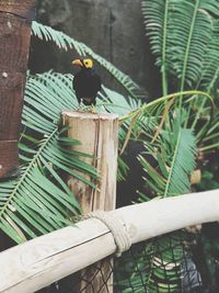 Close-up of bird perching on wood