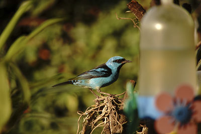 Close-up of birds perching on a bird feeder