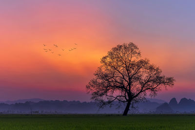 Beautiful sunset photo witha tree