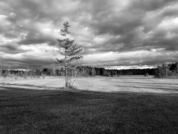 Scenic view of field against sky