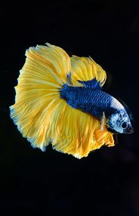 Close-up of fish swimming in sea