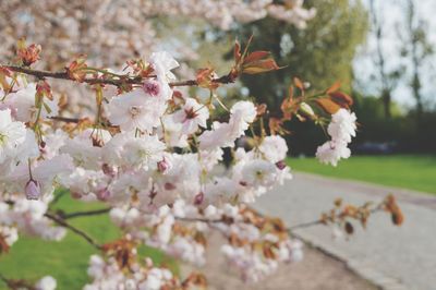 Close-up of cherry blossoms