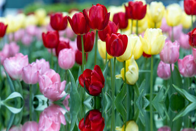 Close-up of pink tulips