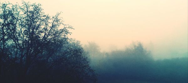 Trees in foggy weather