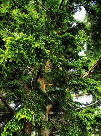 Trees growing in forest