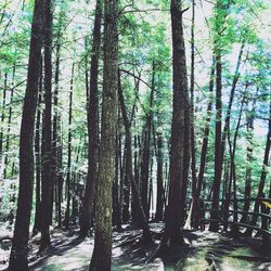 View of trees in forest