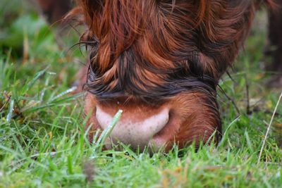 Close-up of a dog lying on grass