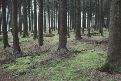 Trees in forest