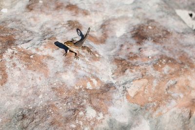 High angle view of lizard on rock