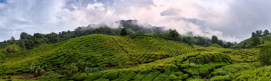 Panoramic view of agricultural field against sky