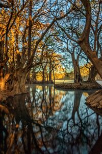 Reflection of bare trees in lake