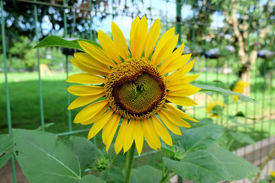 Close-up of sunflower