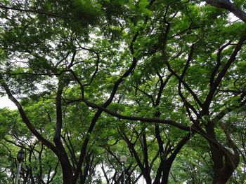 Low angle view of trees in forest