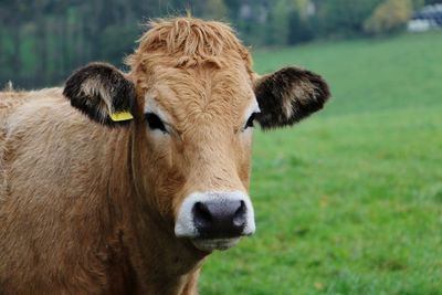 Close-up of cow on field